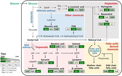 Current Challenges and Opportunities in Non-native Chemical Production by Engineered Yeasts